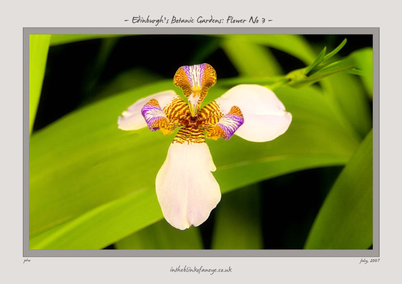 Edinburgh's Botanic Gardens, Flower No 3