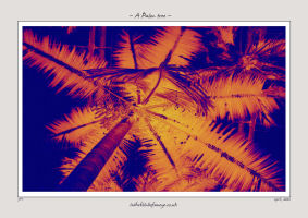 A Palm Tree