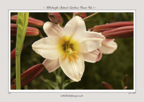 Edinburgh's Botanic Gardens, Flower No 1